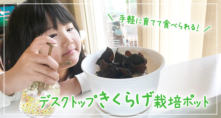 きくらげ栽培ポット販売開始